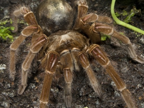 tarantula
