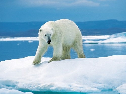 A polar bear on an ice floe