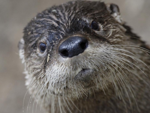 Closeup of a river otter face.