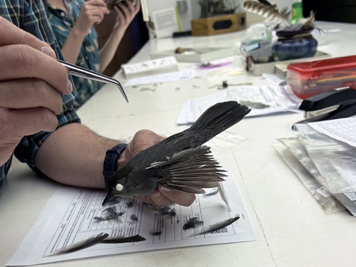 A hand holds a dead bird over a white counter.