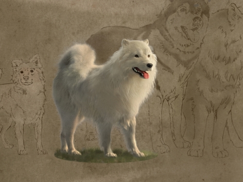 Illustration depicting a fluffy white dog line drawings of other dogs alongside it.
