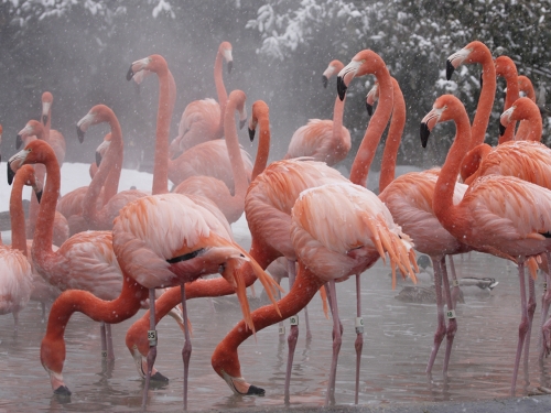 Flamingos in water as snow falls.