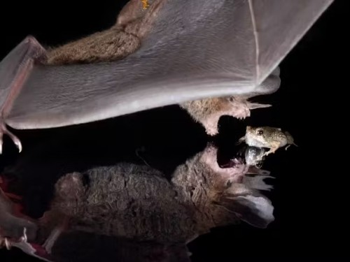 A bat with its wings spread and teeth showing in open mouth lunges toward a small frog.
