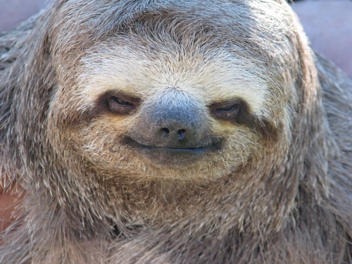 Bradypus variegatus sloth