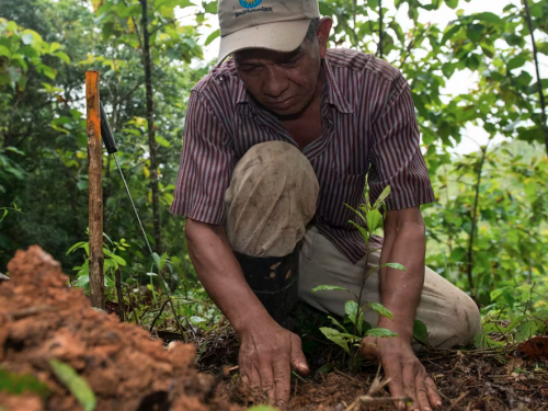 A man kneels on the ground to plant a sapling.