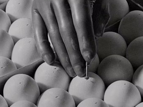 Gloved hand drilling hole into batches of eggs.