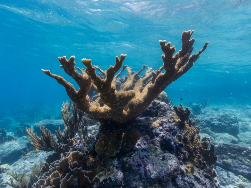 Orange branches of an elkhorn coral head with blue water in the background.
