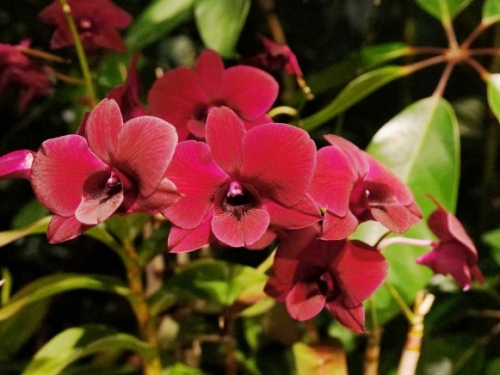 magenta orchid spray