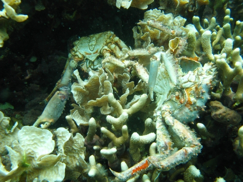 dead coral and crabs