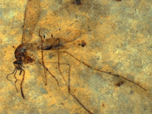 mosquito in amber