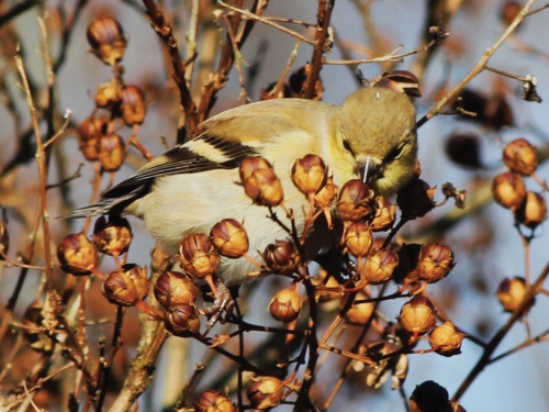 myrtle finch