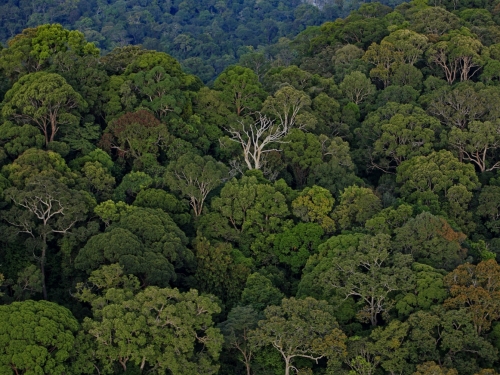 Aerial view of crowded tree cover.