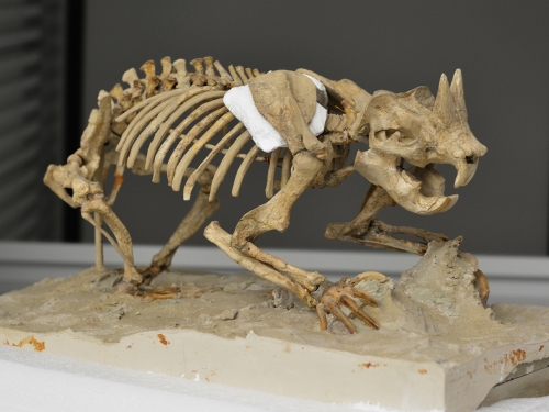 Small rodent fossil skeleton with pointy teeth and horns.