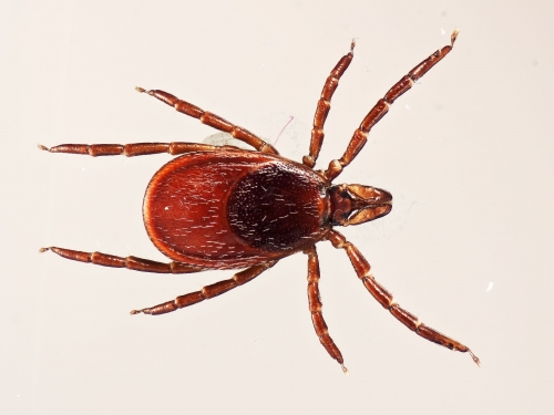 tick from above