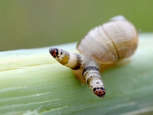 infected snail