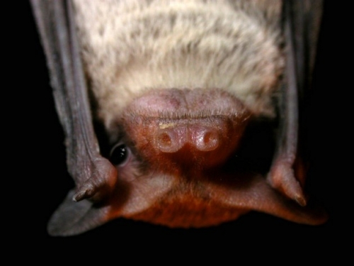 bat face