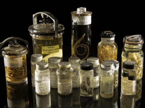 jars containing parasites