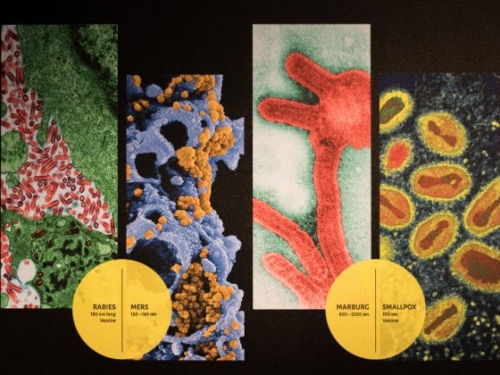 Microscopic images of some diseases