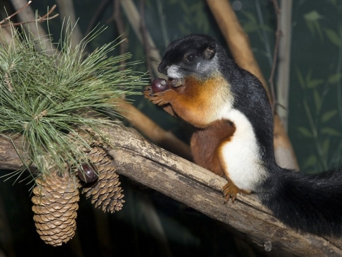 Prevost's Squirrel holding an acord