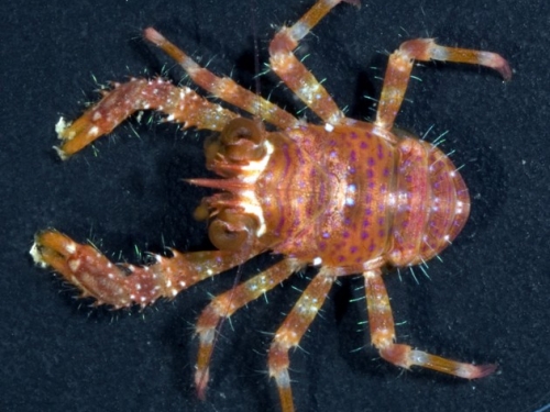coral reef crustacean