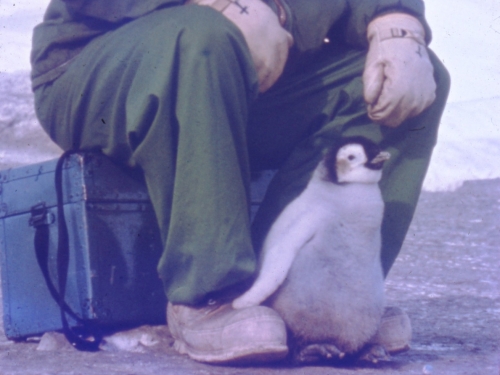 Small penguin standing between the feet of a man. He is sitting on a trunk, and wears a green snowsuit with a hood and gloves.