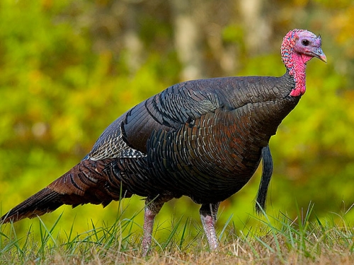 Wild turkey eastern U.S.