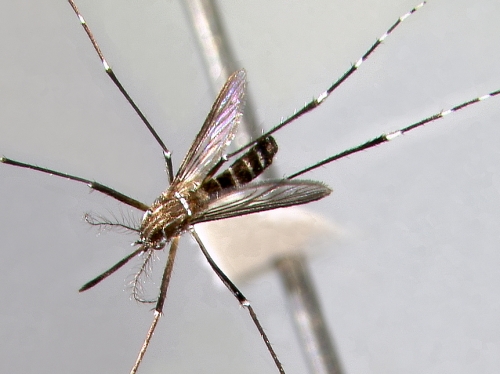 mosquito