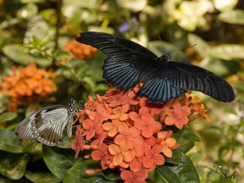 A black and blue butterfly sits on a red flower.