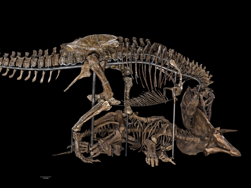t-rex fossil 