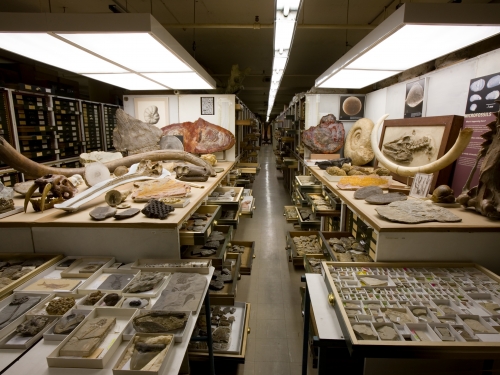 Interior room with multiple storage drawers of natural history specimens and rocks.
