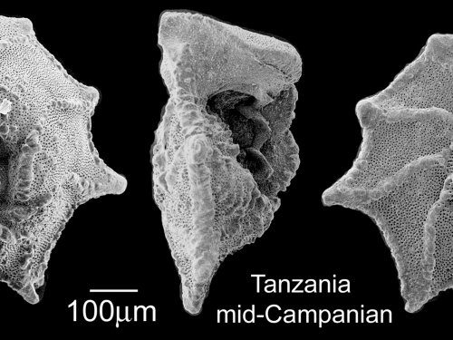 Black and white graphic of shell shape with semi-circular shape, from bottom, side and top.