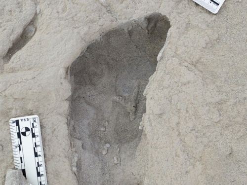 Gray, sandy crevice in the shape of a left foot with a small white ruler nearby.