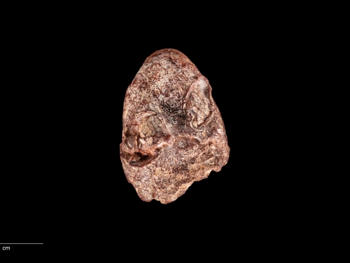 Rough textured fossilized skull against black backdrop.