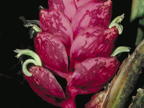 Plant with magenta pink leaves shaped like large almonds.