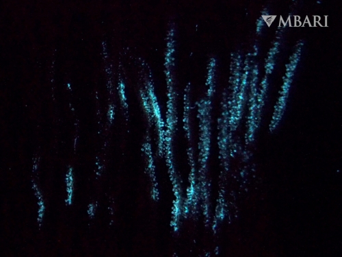 Small light blue dots in lines against black background.