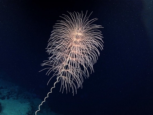 A bioluminescent shape, sort of like a firework, against a black background.
