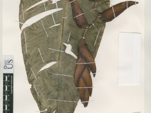 Dried leaf specimen of large green teardrop leaf.