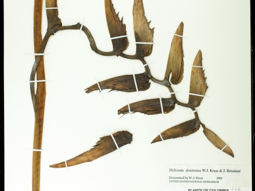 Dried leaf specimen with thin, small leafs.