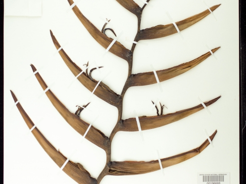 Dried specimen with ten alternating thin leaves.