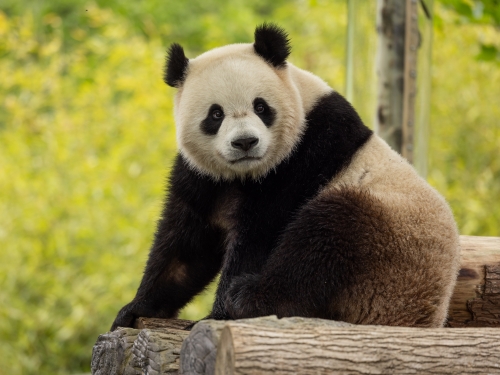 Giant panda Bao Li in China