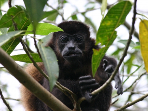 Howler monkey in tree