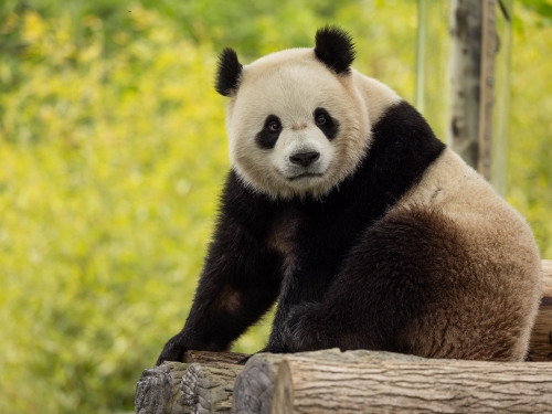 Black and white giant panda bear sitting outside on a rock.