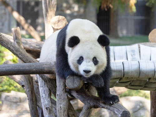 hite and black furry panda bear leans over wood beam in outdoor enclosure.