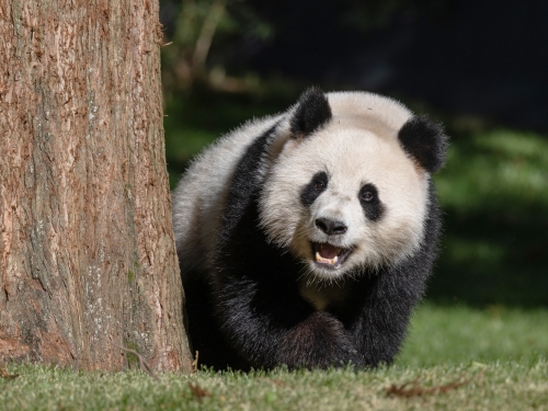 Black and white furry panda bear walks on grass, looking around the side of a tree trunk