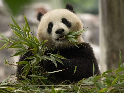 Black and white giant panda eating a large green leaf.