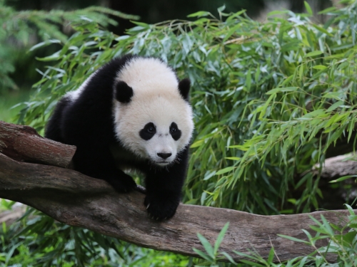 Giant Panda Bao Bao at National Zoo