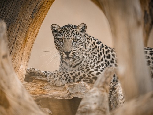 A tan and black spotted leopard lounges across a bare tree limb in a desert setting.