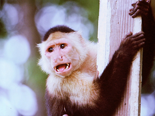 Capuchin monkey