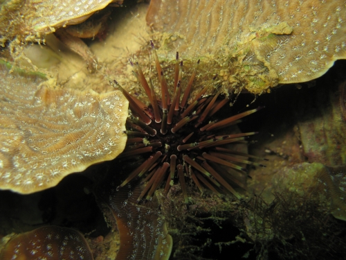 Sea urchin