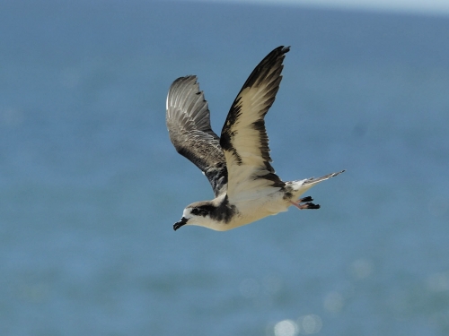 Hawaiian Petrel